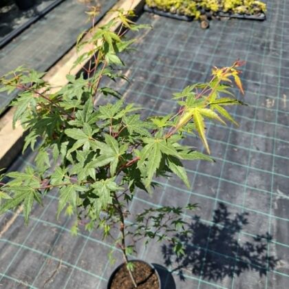 Japánjuhar-Acer palmatum ‘Orange Dream’
