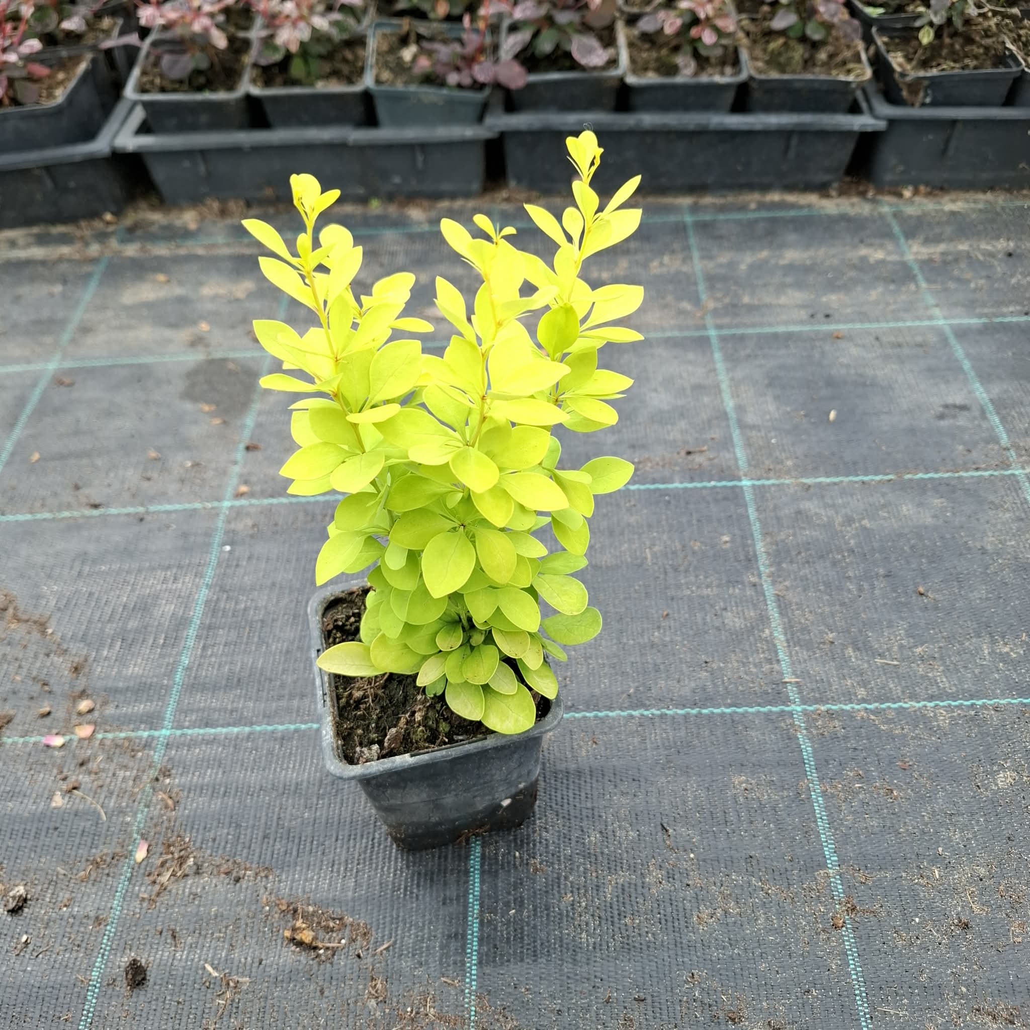 Borbolya-Berberis thunbergii ‘Maria’ - Image 2