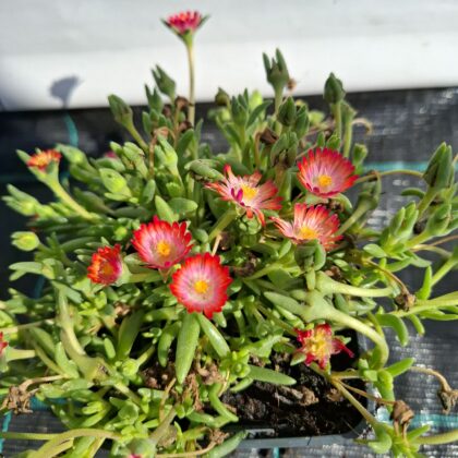 Kristáylvirág-Delosperma 'Jewel of Desert Grenade