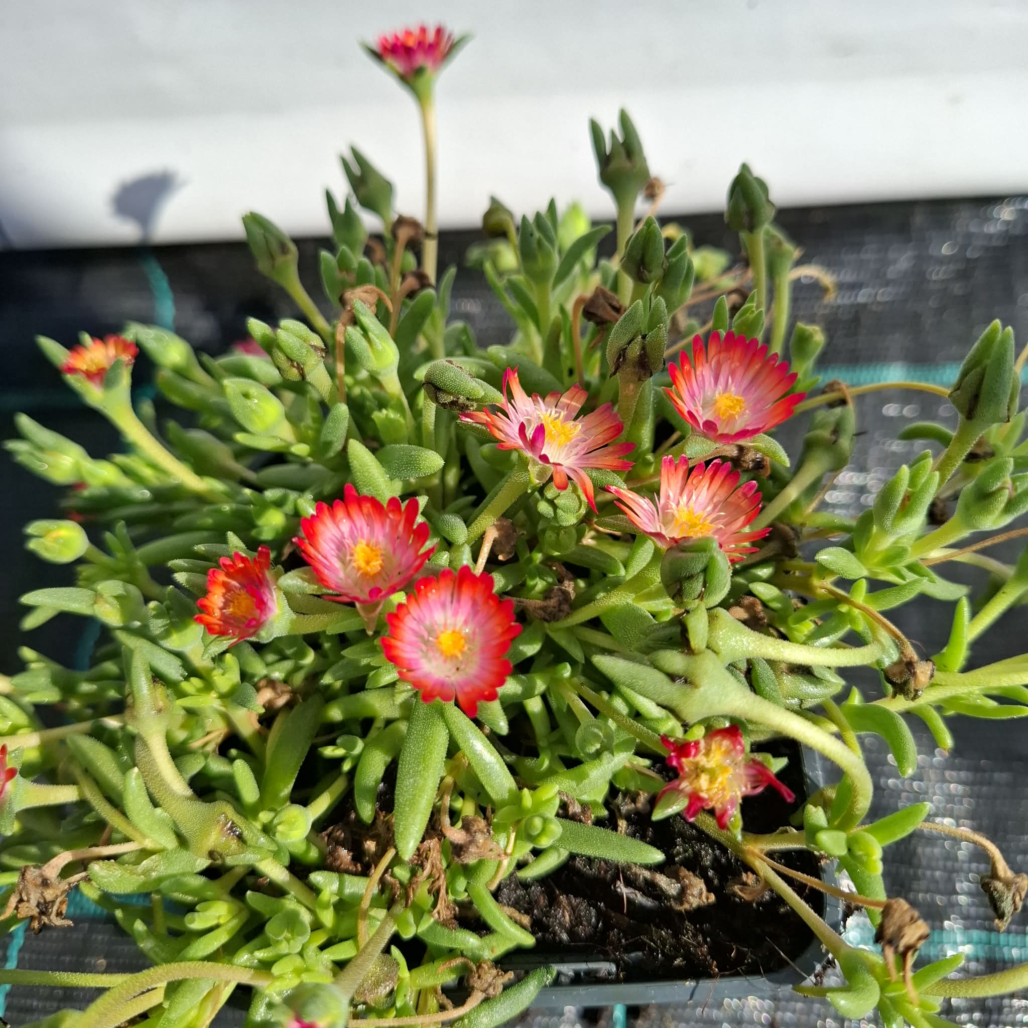 Kristáylvirág-Delosperma 'Jewel of Desert Grenade