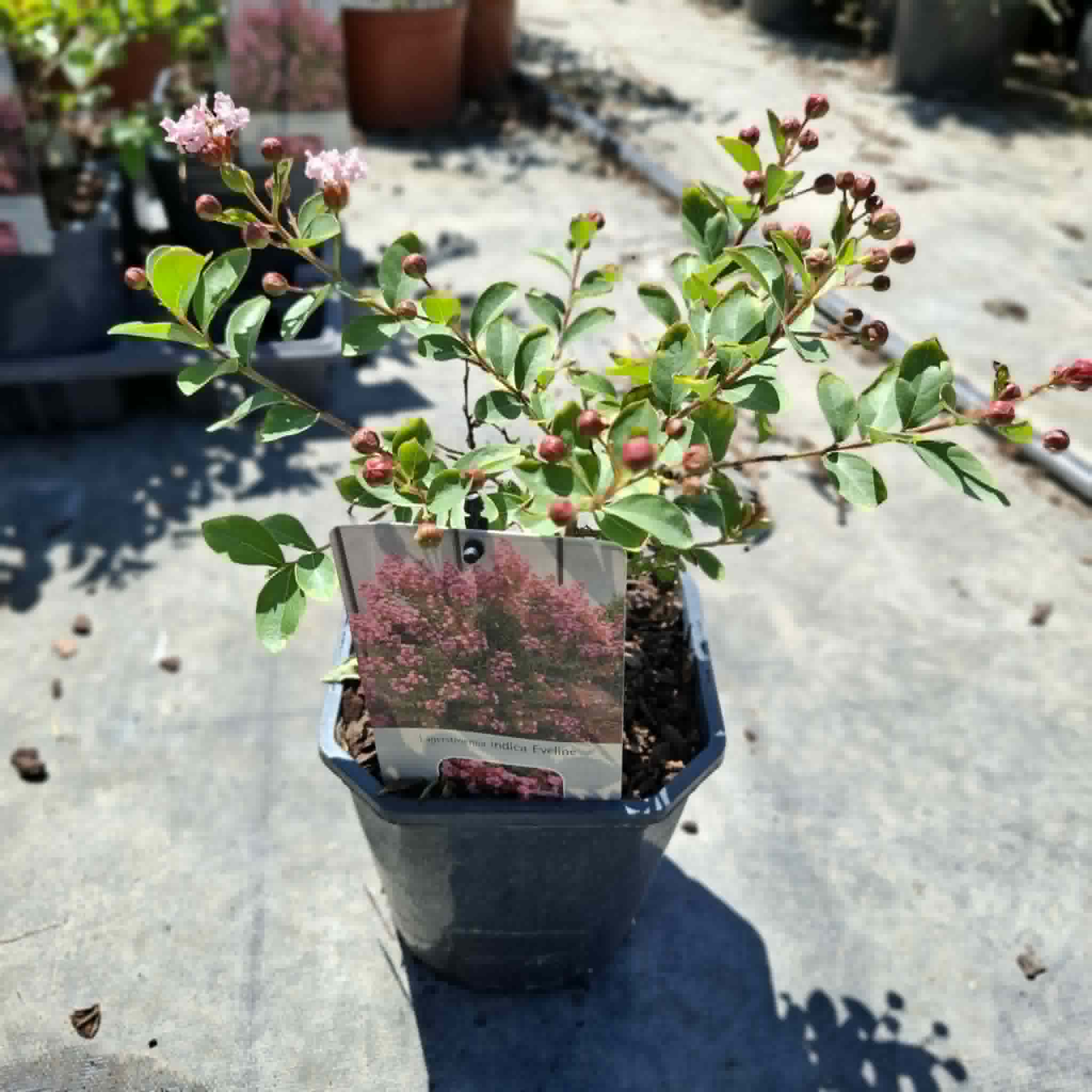 Selyemmirtusz ‘Eveline’ (Lagerstroemia indica)