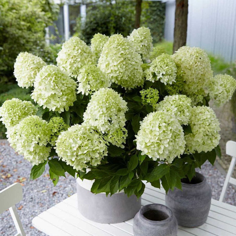 Bugás Hortenzia-Hydrangea paniculata ‘Little Fresco’