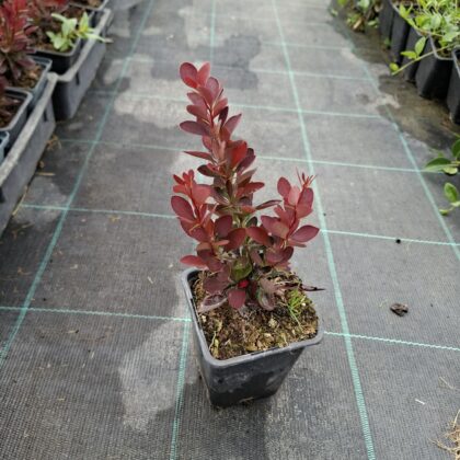 Borbolya-Berberis thunbergii ‘Red Rocket’