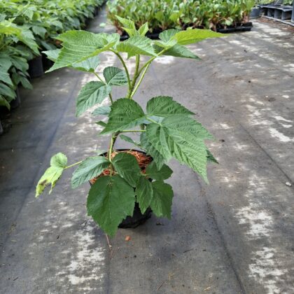 Rubus idaeus 'Delniwa- Folytontermő málna