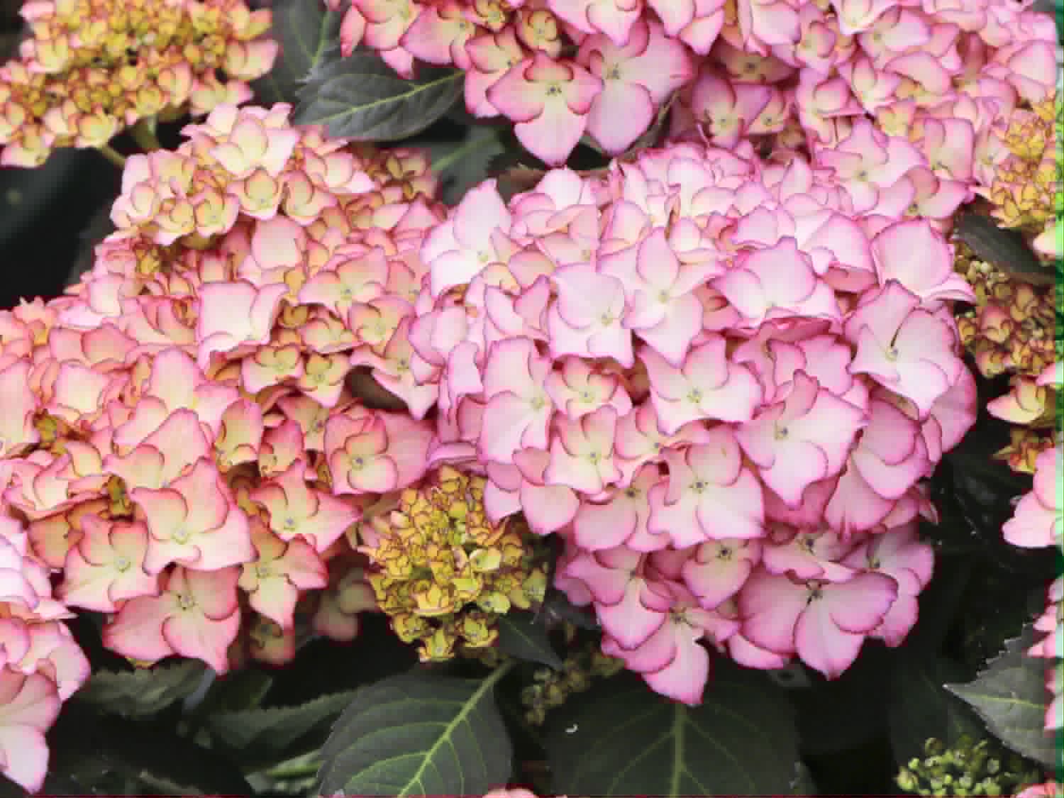 Hydrangea macrophylla Adula-Kerti hortenzia