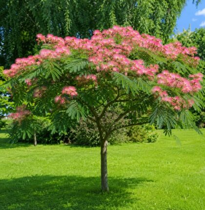 Selyemakác-Albizia julibrissin ‘Ombrella’