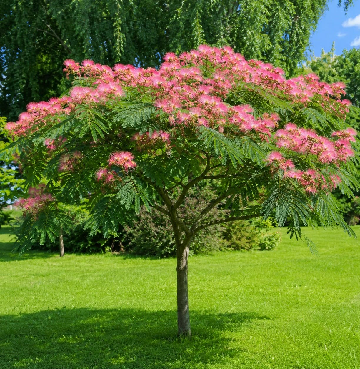 Selyemakác-Albizia julibrissin ‘Ombrella’