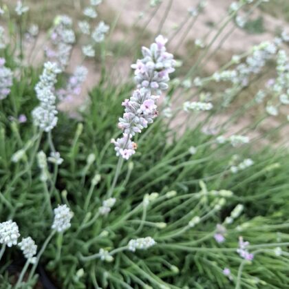 Lavandula ‘Rosea’-Rózsaszín levendula