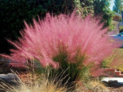 Vattacukorfű-Muhlenbergia capillaris