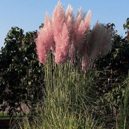 Rózsaszín pampafű (Cortaderia selloana)