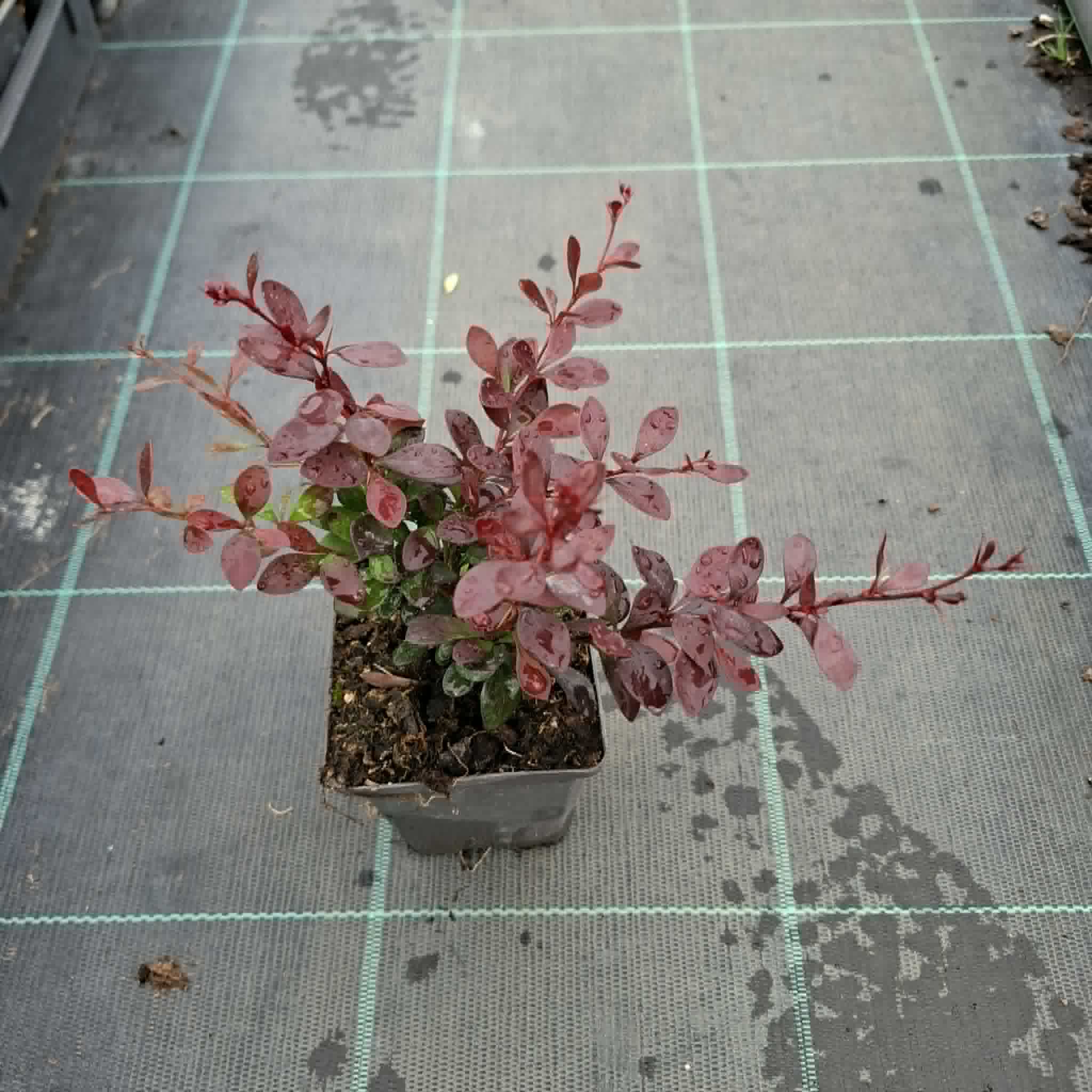 Borbolya-Berberis thunbergii ‘Dart's Red Lady’ - Image 2
