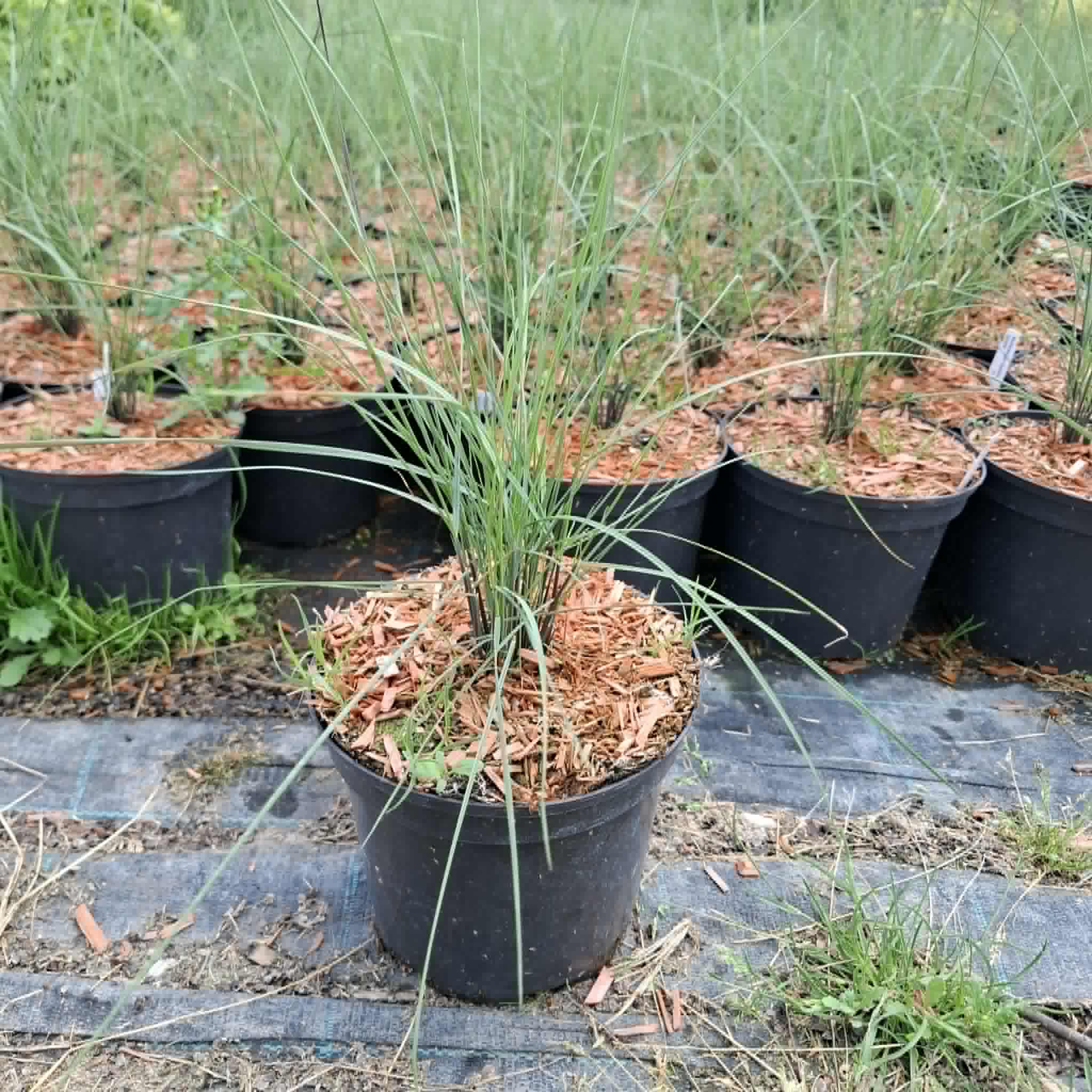 Vattacukorfű-Muhlenbergia capillaris - Image 2