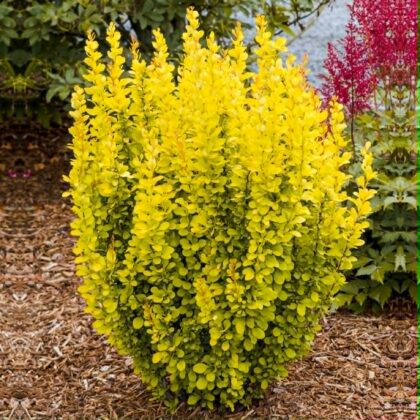 Borbolya-Berberis thunbergii ‘Maria’