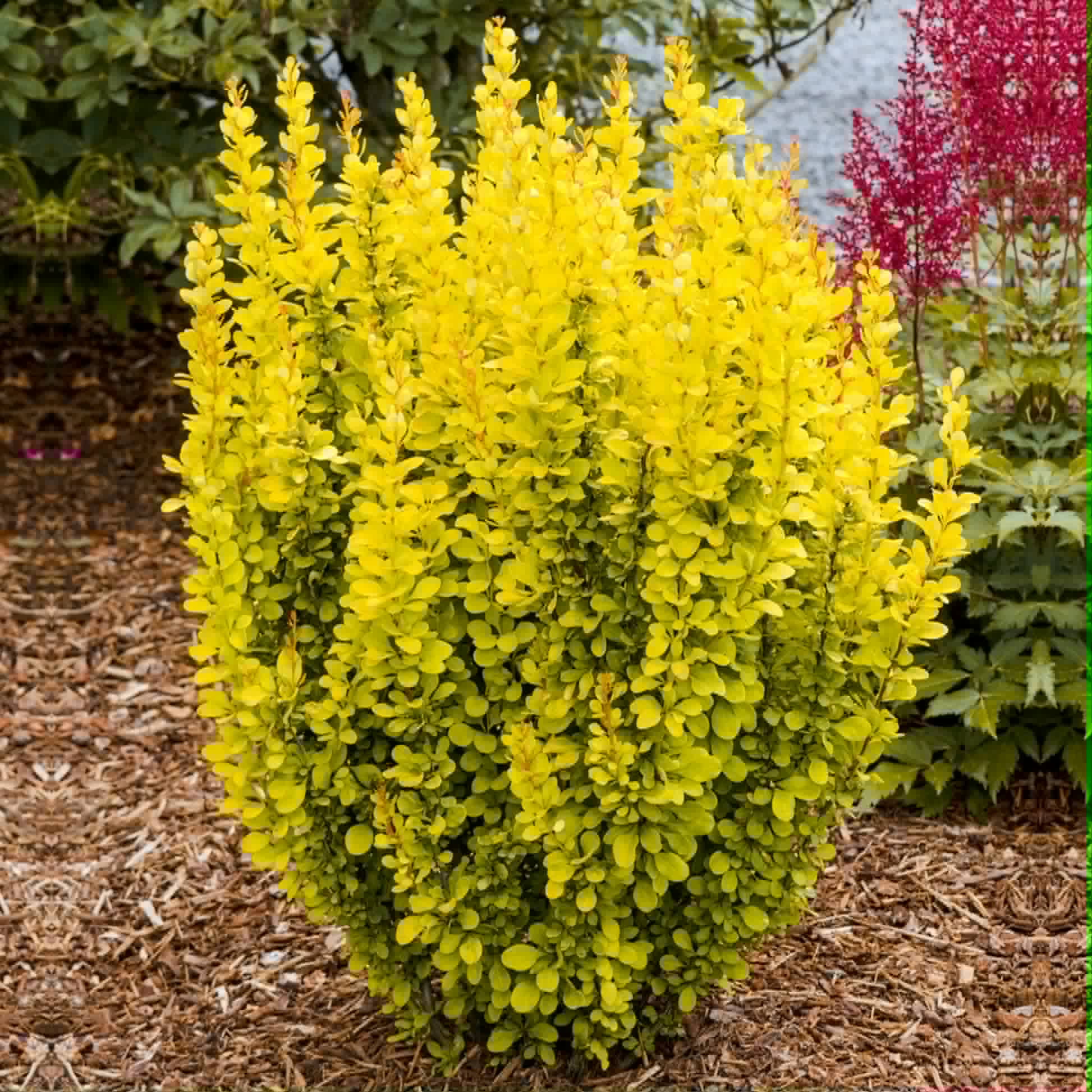 Borbolya-Berberis thunbergii ‘Maria’