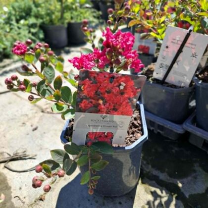 Selyemmirtusz ‘Black Diamond’ (Lagerstroemia indica)
