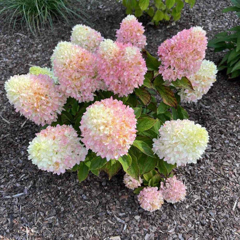 Bugás Hortenzia-Hydrangea paniculata ‘Little Fresco’ - Image 2