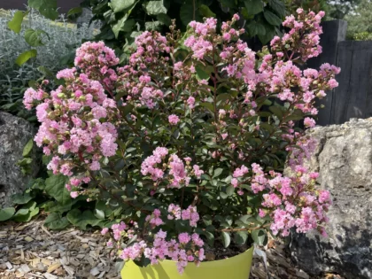 Selyemmirtusz ‘Choco Pink’ (Lagerstroemia indica)