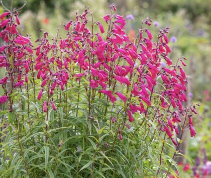 Bugatölcsér-Rózsaszín(Penstemon 'Andenken an Friedrich Hahn')
