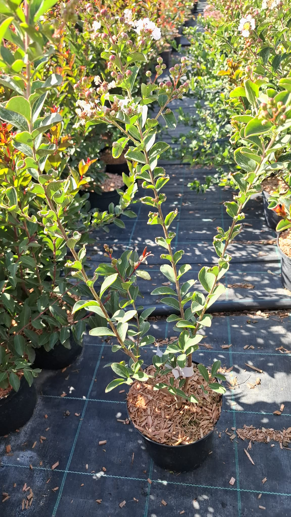 Selyemmirtusz-Lagerstroemia indica 'ind Nivea' - Image 2