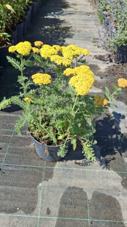 Cickafark-Achillea'Skysail yellow'