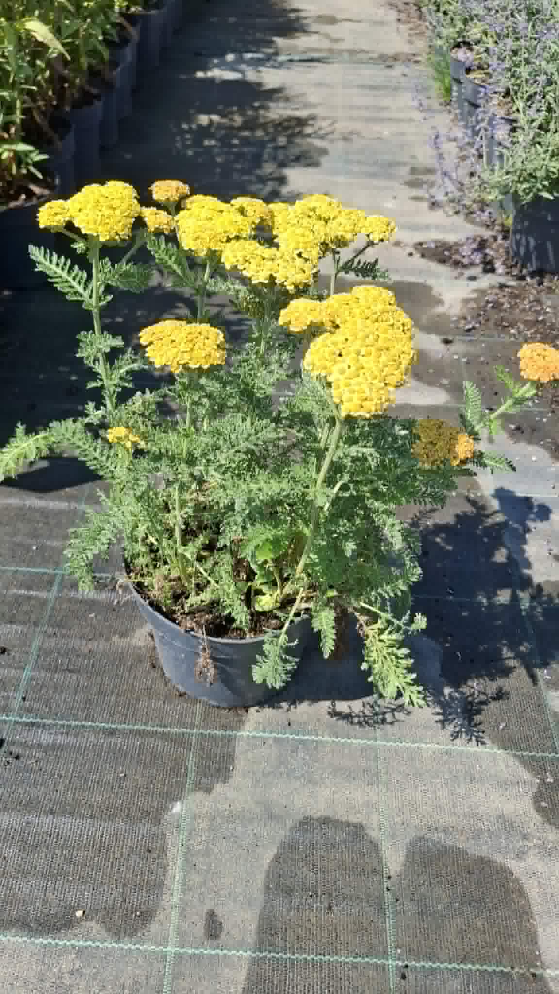 Cickafark-Achillea'Skysail yellow'