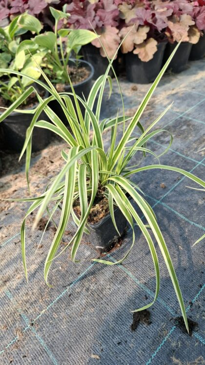Fehér tarka sás-Carex morrowii 'Variegata'