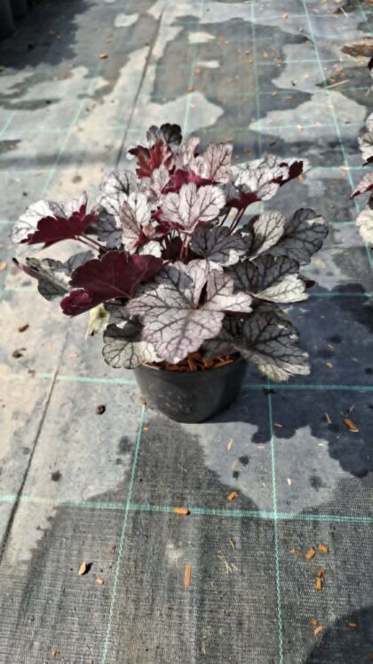 Tűzeső-Heuchera 'Glitter'