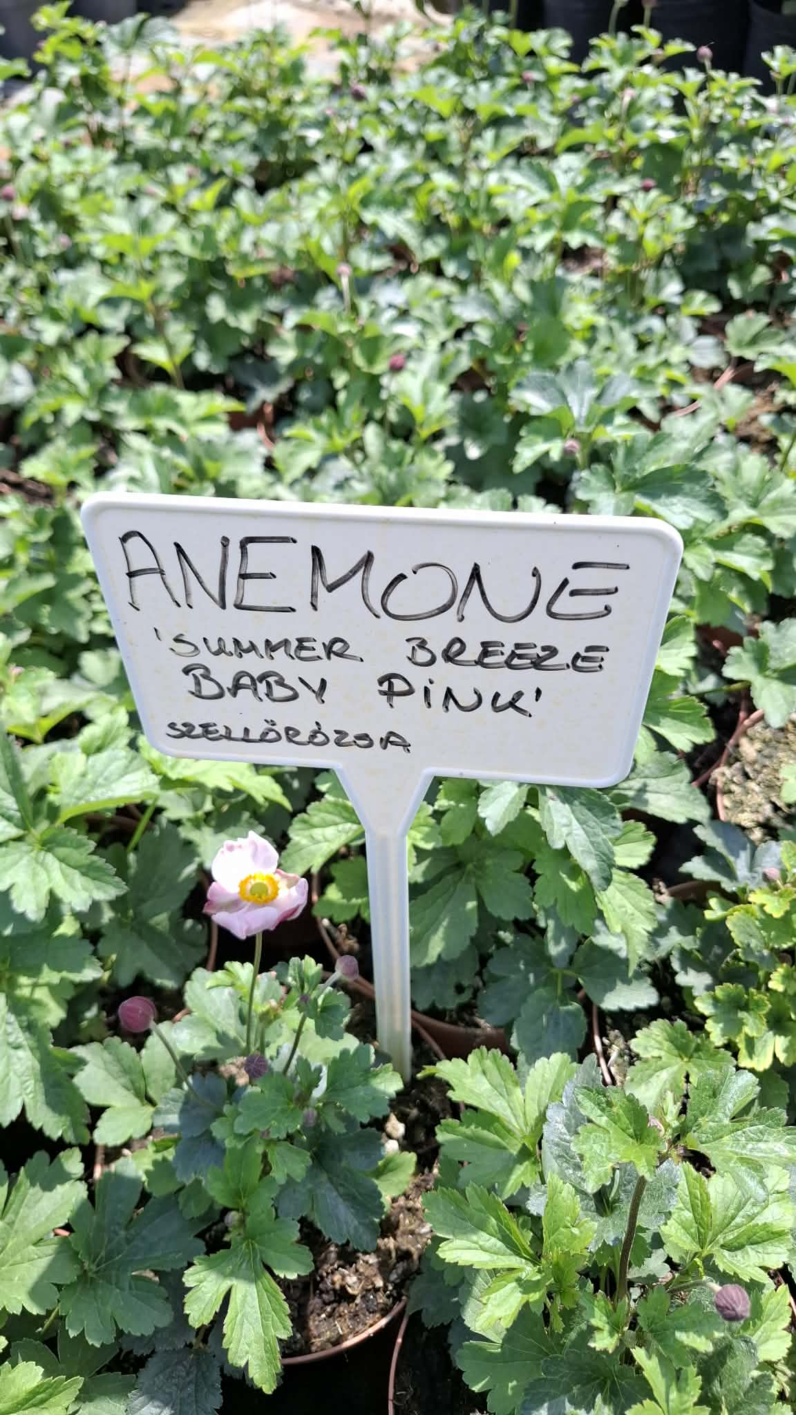 Szellőrózsa-Anemone'Baby pink' - Image 2