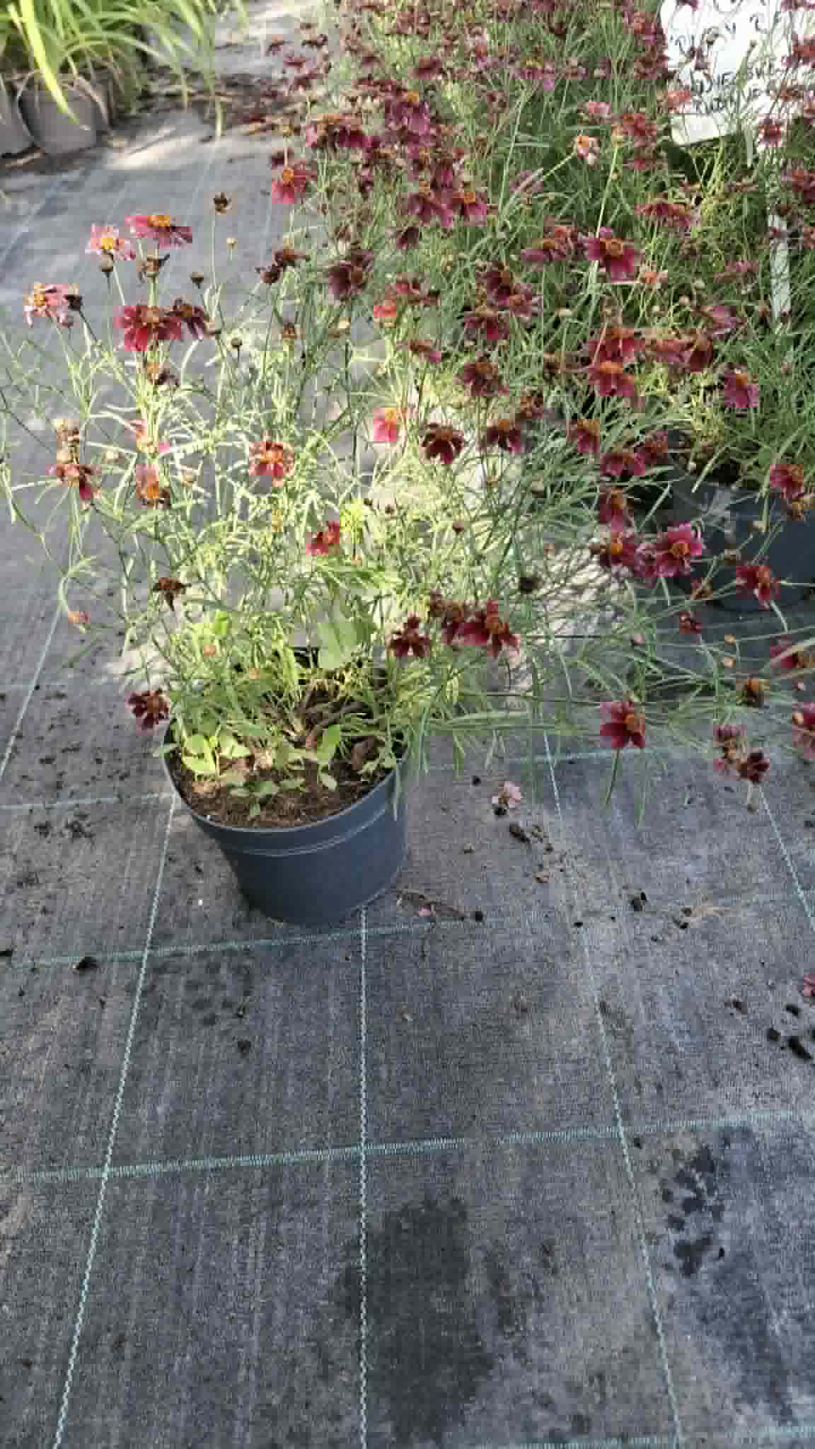 Menyecskeszem ‘Ruby Red(Coreopsis verticillata) - Image 3