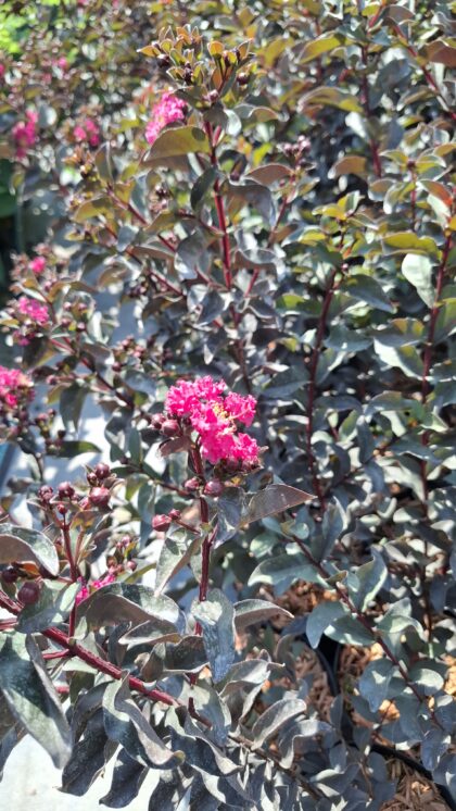 Selyemmirtusz-Lagerstroemia 'BD Mystic Magenta'