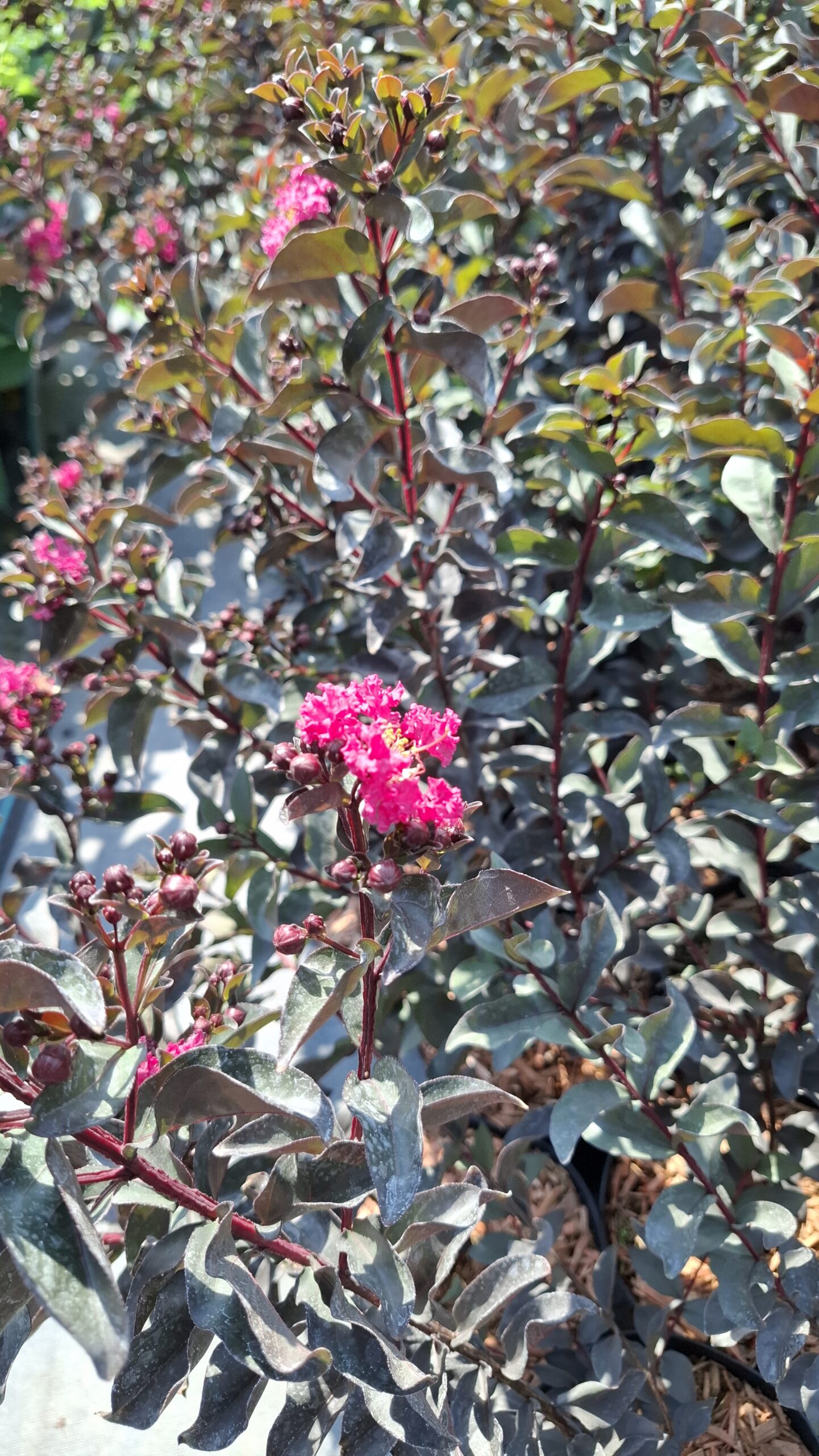 Selyemmirtusz-Lagerstroemia 'BD Mystic Magenta'