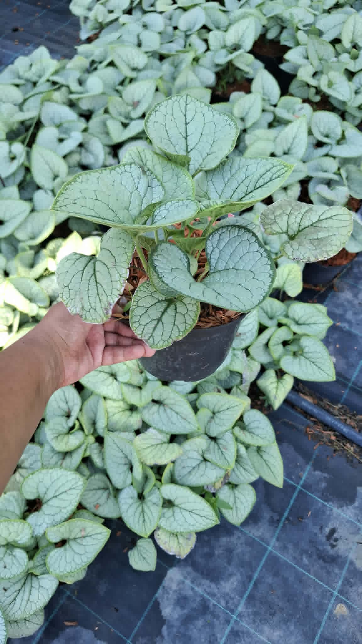Kaukázusi nefelejcs-Brunnera macrophylla 'Silver Heart' - Image 2