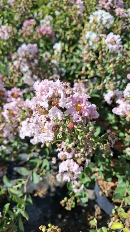 Selyemmirtusz-Lagerstroemia indica 'With Love Babe'