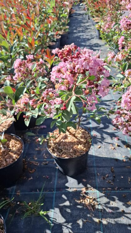 Selyemmirtusz-Lagerstroemia indica 'Eveline'