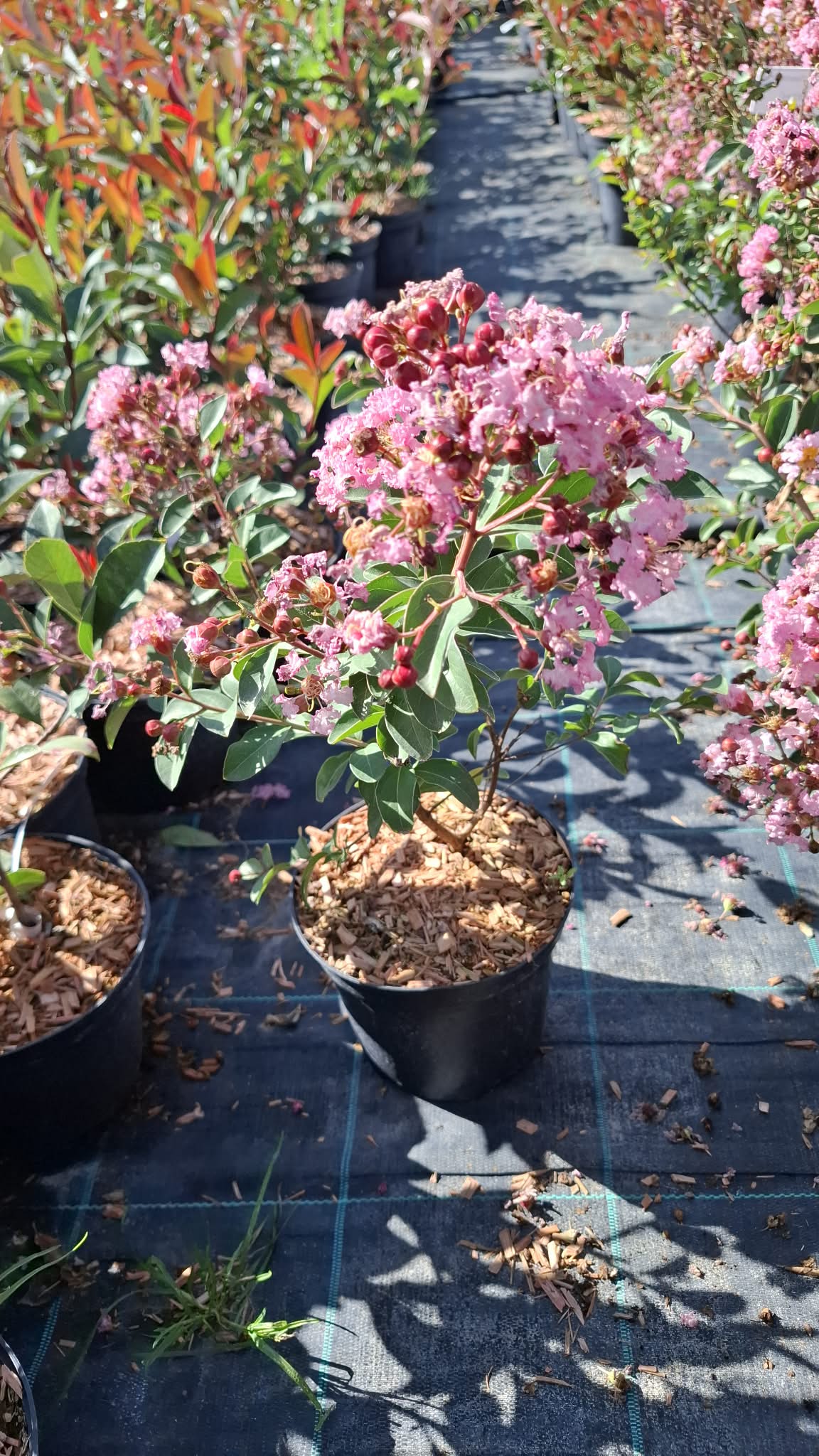 Selyemmirtusz-Lagerstroemia indica 'Eveline'