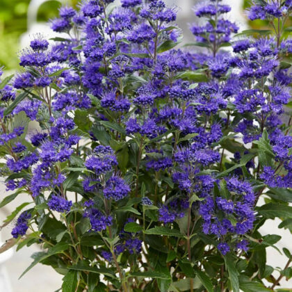 Kékszakál-Caryopteris 'Grand Blue'
