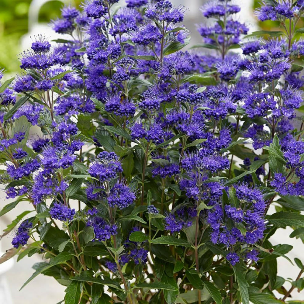 Kékszakál-Caryopteris 'Grand Blue'