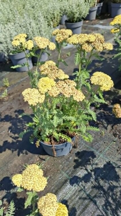 Cickafark-Achillea'Skysail Fire'