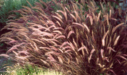 Bordólevelű tollborzfű (Pennisetum rubrum)