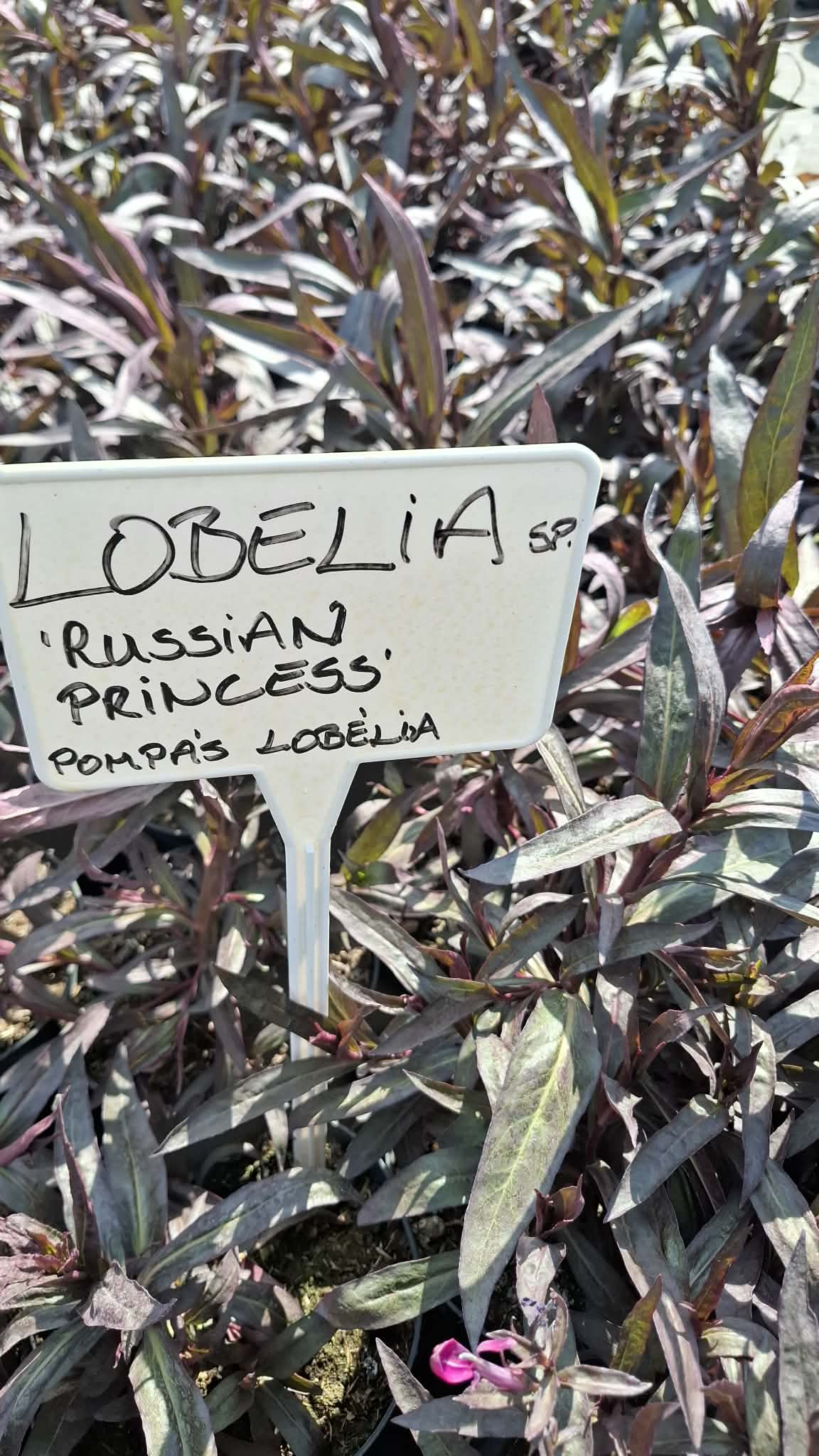 Pompás lobélia-Lobelia speciosa 'Russian Princess' - Image 3