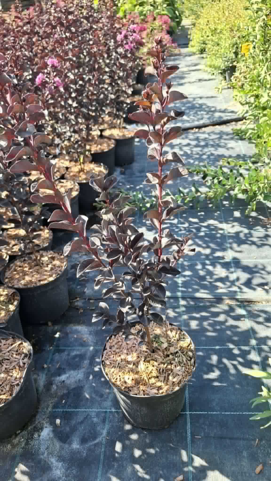 Selyemmirtusz-Lagerstroemia indica 'BD Purely Purple' - Image 2