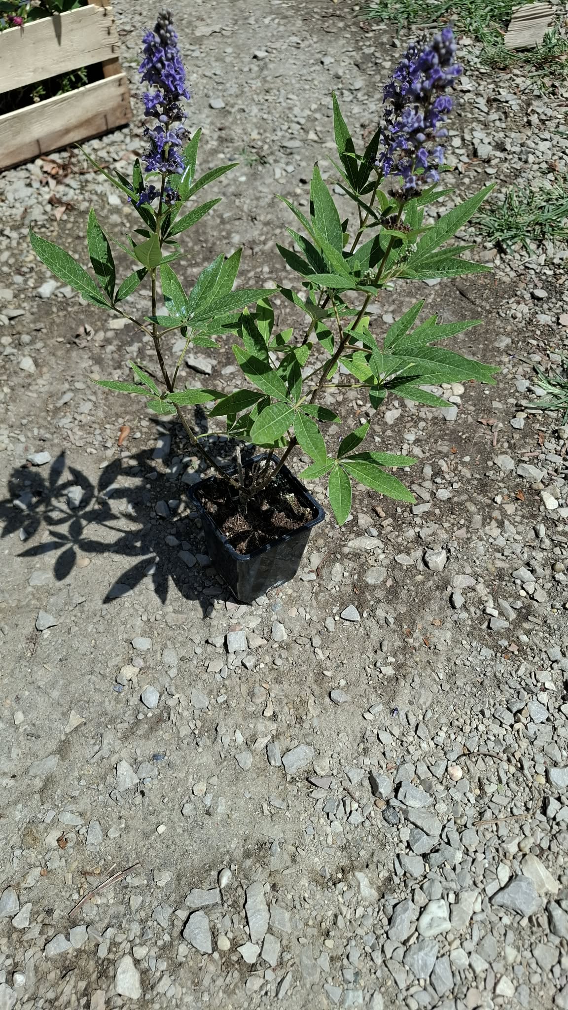 Barátcserje-Vitex Agnus P9 - Image 2