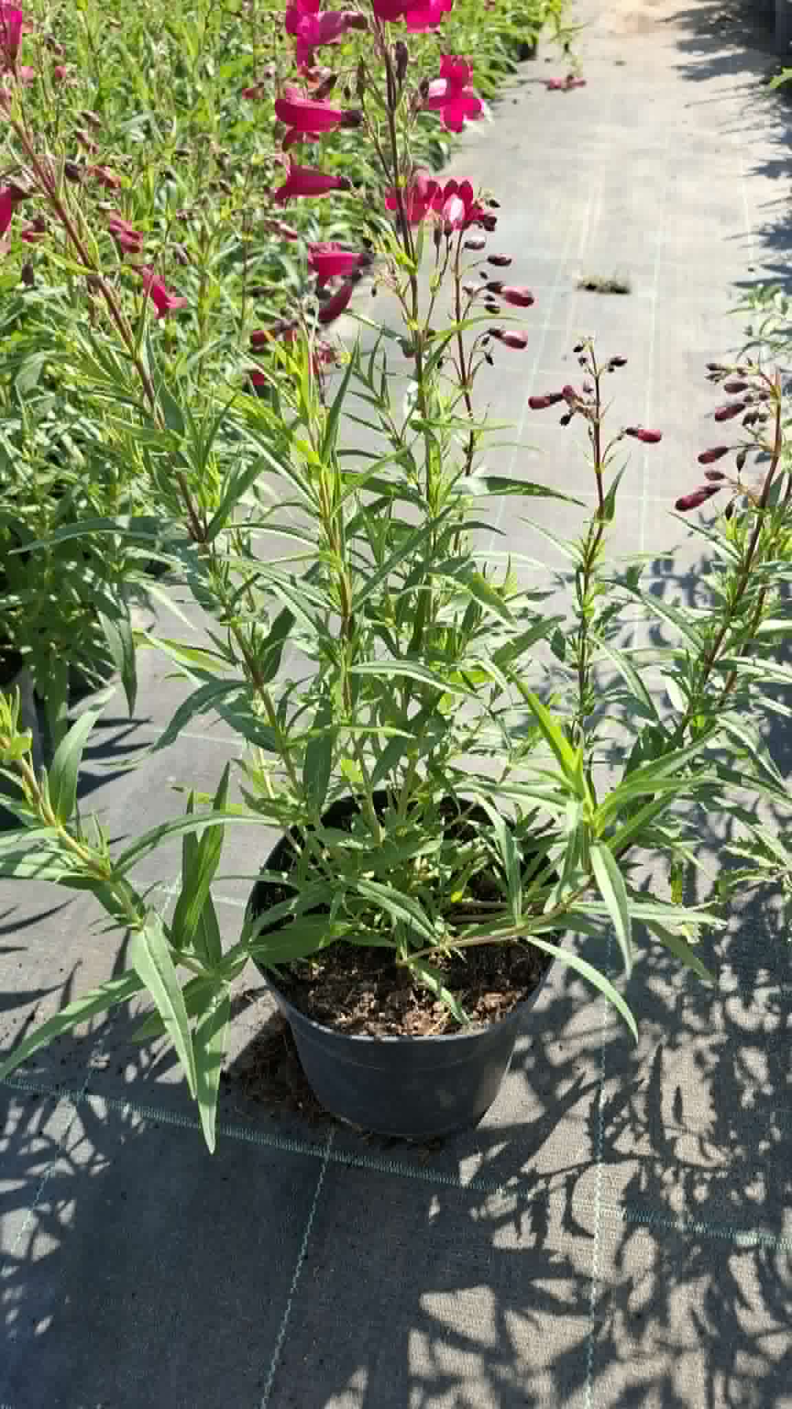 Bugatölcsér-Rózsaszín(Penstemon 'Andenken an Friedrich Hahn') - Image 2