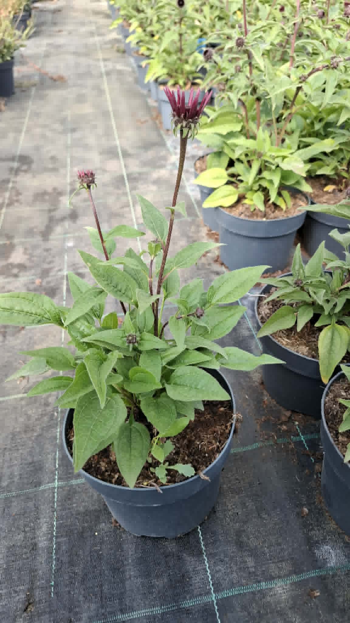 Kasvirág- Echinacea 'Panama Red' - Image 2