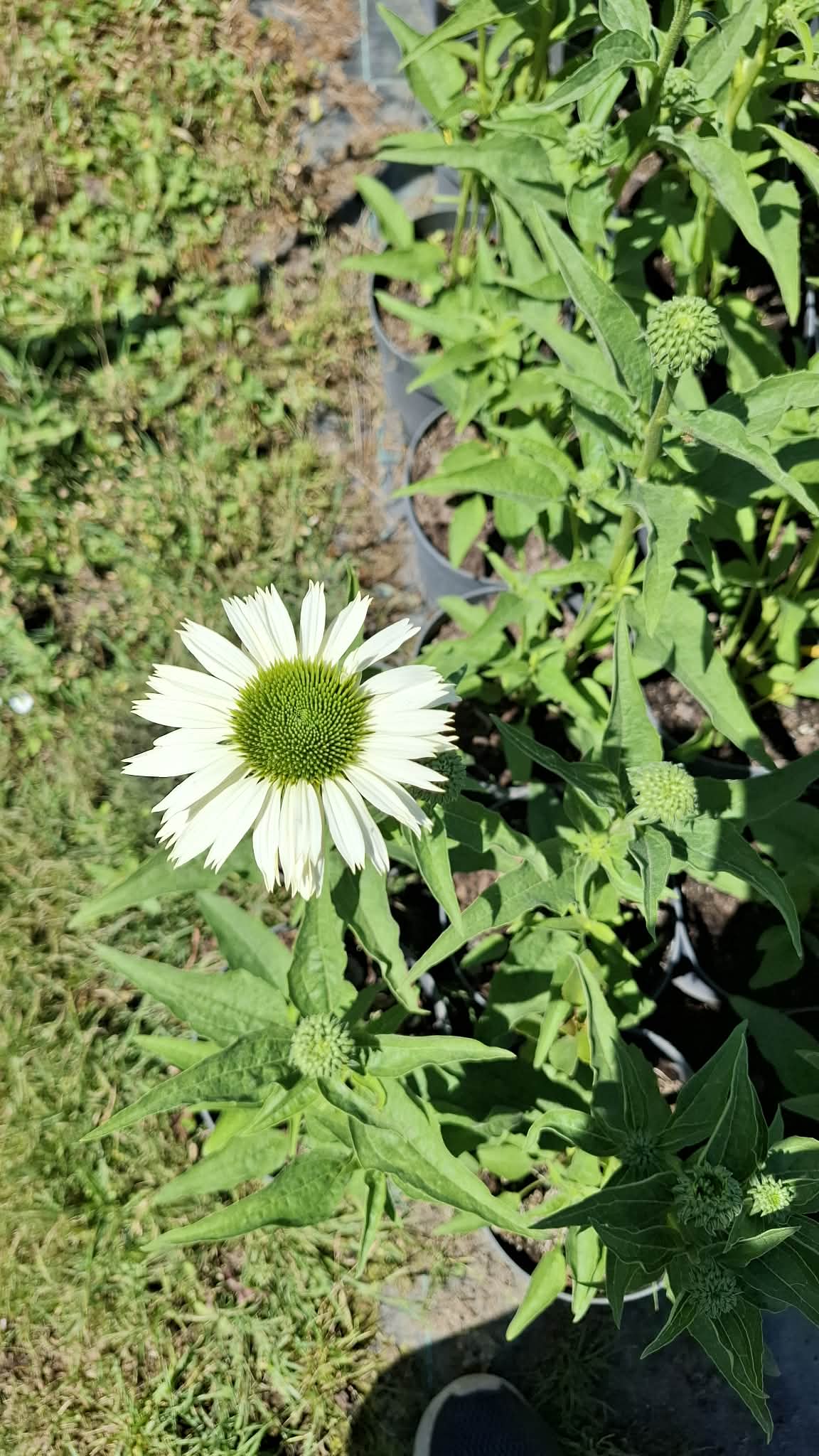 Kasvirág-Echinacea purpurea 'Virgin'