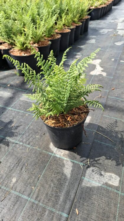 Hölgypáfrány-Athyrium 'Filix-femina'