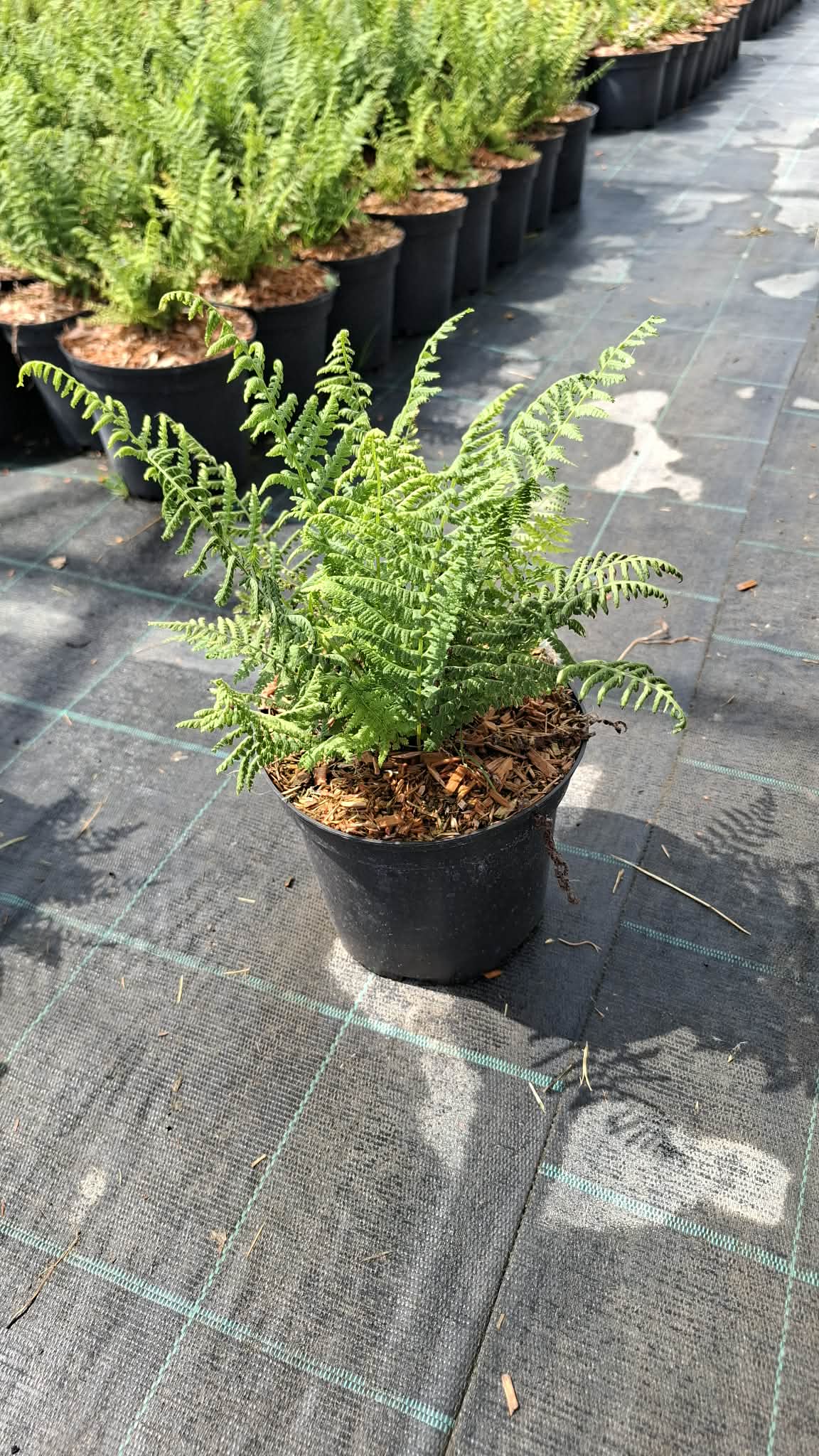 Hölgypáfrány-Athyrium 'Filix-femina'