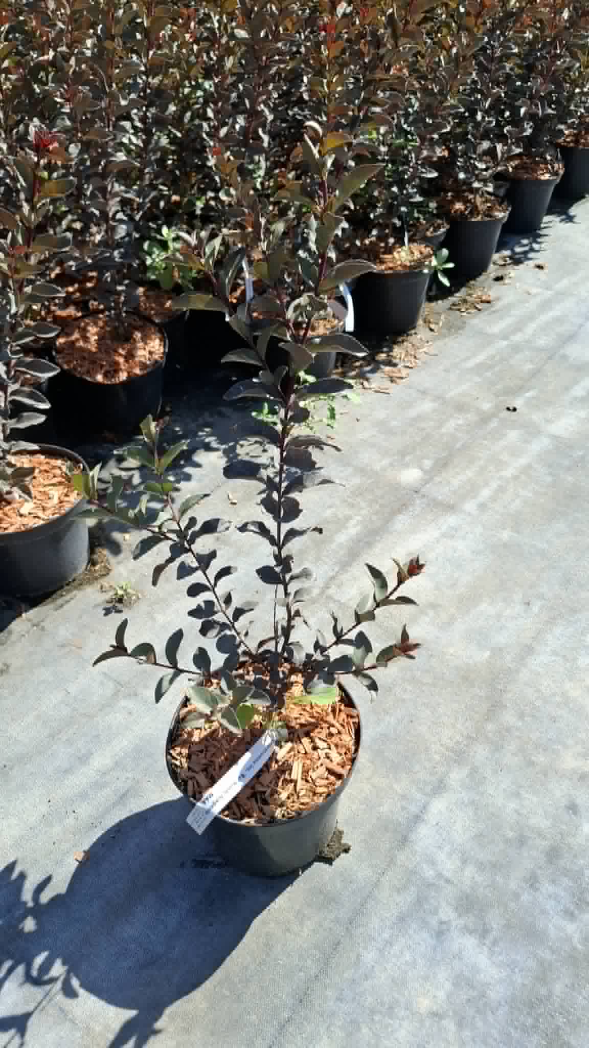 Selyemmirtusz-Lagerstroemia 'BD Mystic Magenta' - Image 2