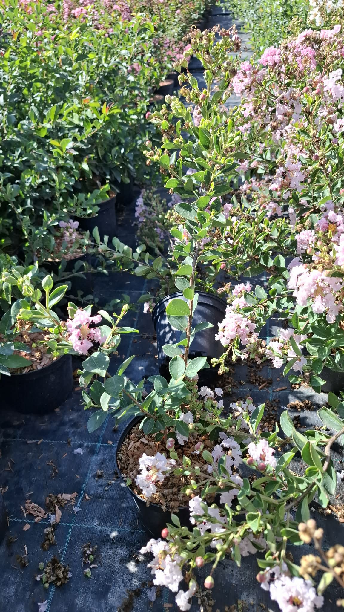 Selyemmirtusz-Lagerstroemia indica 'With Love Babe' - Image 2