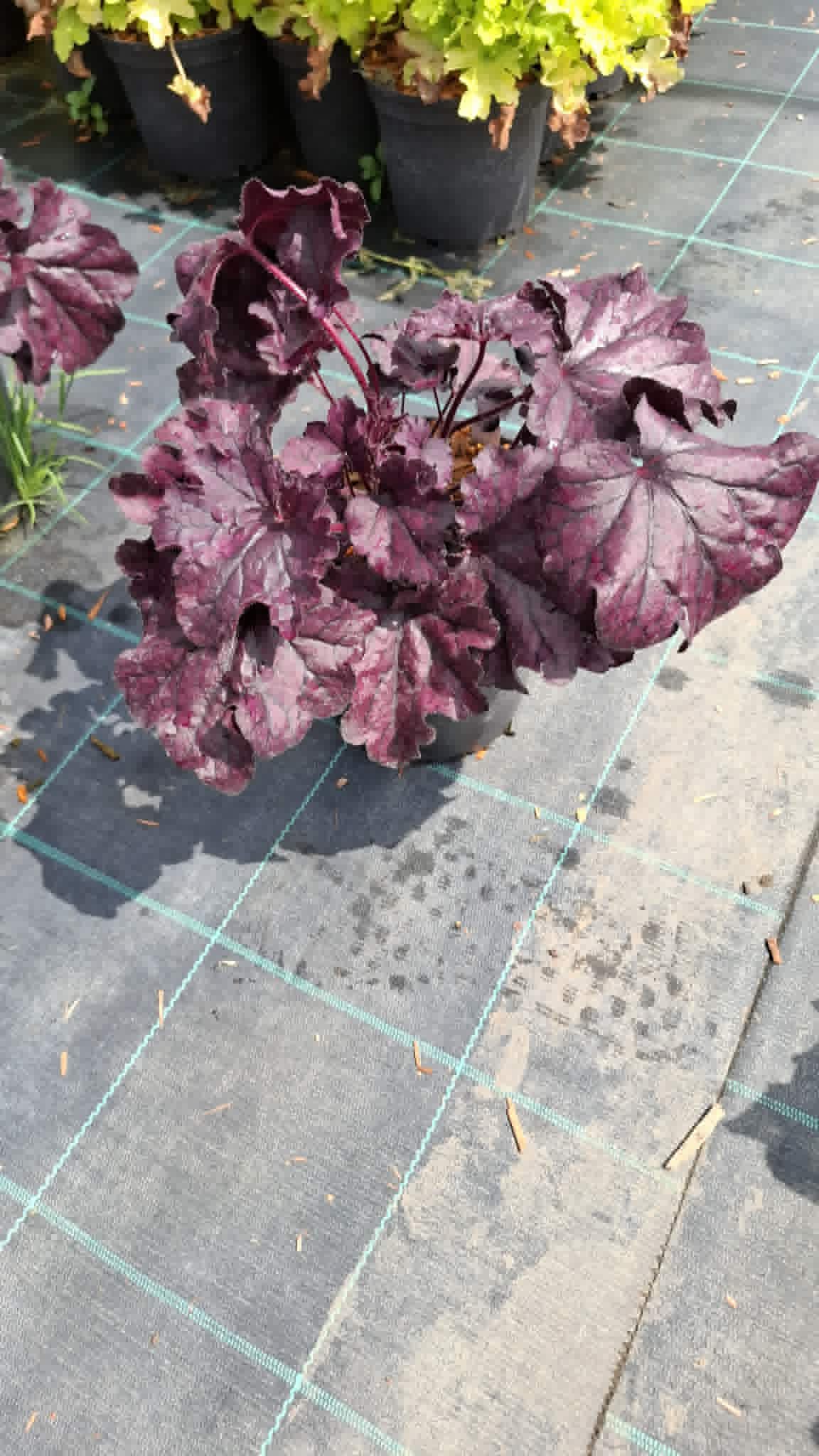 Tűzeső-Heuchera 'Forever purple'